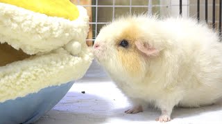 ドンキホーテで買える激安ペット用マカロンベッドが使いやすい