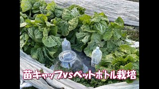 【苗キャップ】ペットボトルで保温したものと比べてみました。実験で使いやすいやさい小松菜、冬の野菜栽培