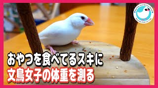 文鳥女子ダイエット中～おやつを食べてる間に体重測定！