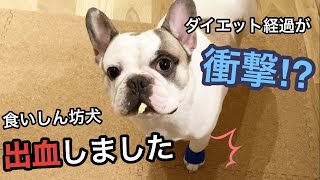 食いしん坊過ぎてケガしました【衝撃のダイエット経過もご報告】【フレンチブルドッグ】
