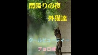 【チョロ姫里親様募集再編集】キャッチフレーズはクールビューティ⭐️🐱⭐️💛冬、雨降りのパトロール☂️