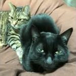 【歌う黒猫】男の美学の歌「ビューティ・ペア/かけめぐる青春」