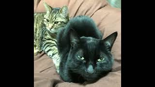 【歌う黒猫】男の美学の歌「ビューティ・ペア/かけめぐる青春」