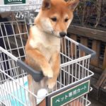 豆柴とショッピングセンターへ行ってみた。ペット専用カートを乗りこなす豆柴の子犬が可愛すぎる…ｗ