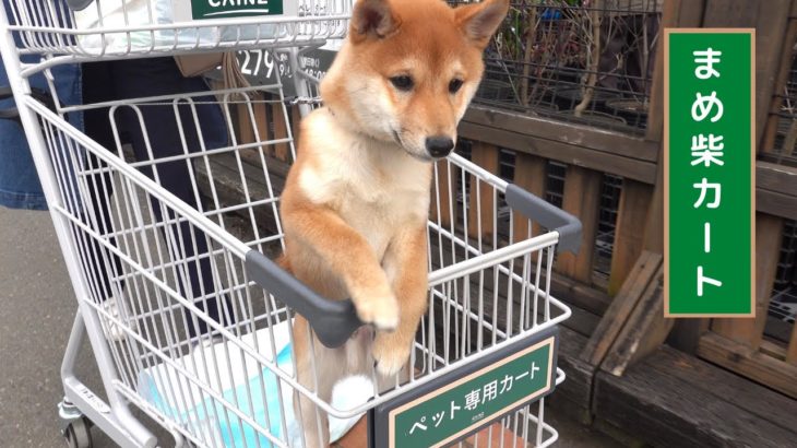 豆柴とショッピングセンターへ行ってみた。ペット専用カートを乗りこなす豆柴の子犬が可愛すぎる…ｗ