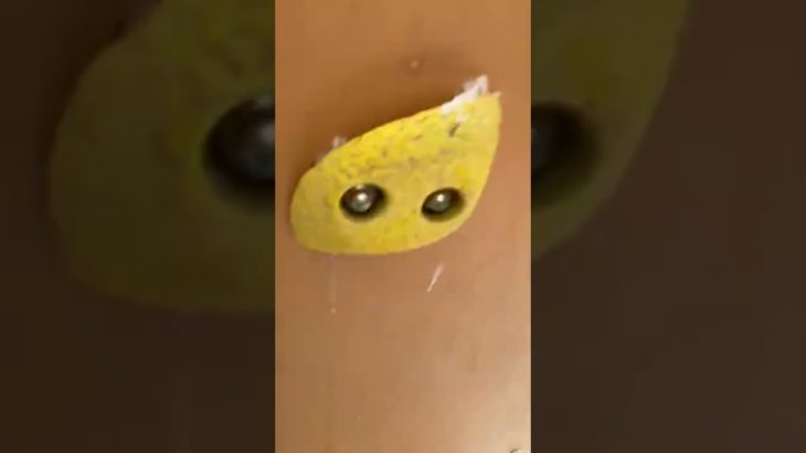 フィッシャーズの真似してアスレチックエグいくらい楽しんでやってみたw