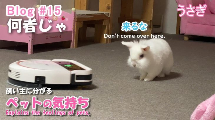 ペットの気持ちを解説 ブログ#15 「うさぎが不思議そうに見ています」Rabbit is looking curiously at the robot vacuum cleaner.