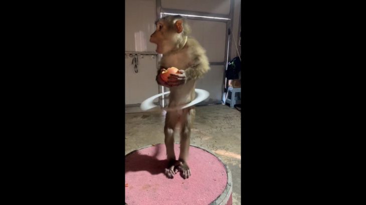 【動物】ダイエット中のお猿さん2022020319