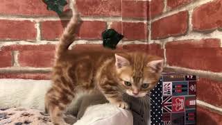 ペットショップCOO&RIKU　No.00575003 アメリカンショートヘアー