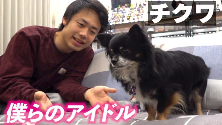 甘えん坊のチクワくんとこんな感じで遊んでます♪