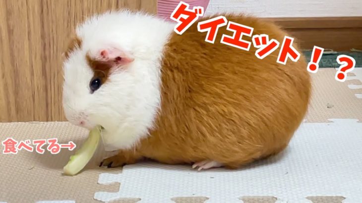 【モルモット】ココパパのダイエット日記