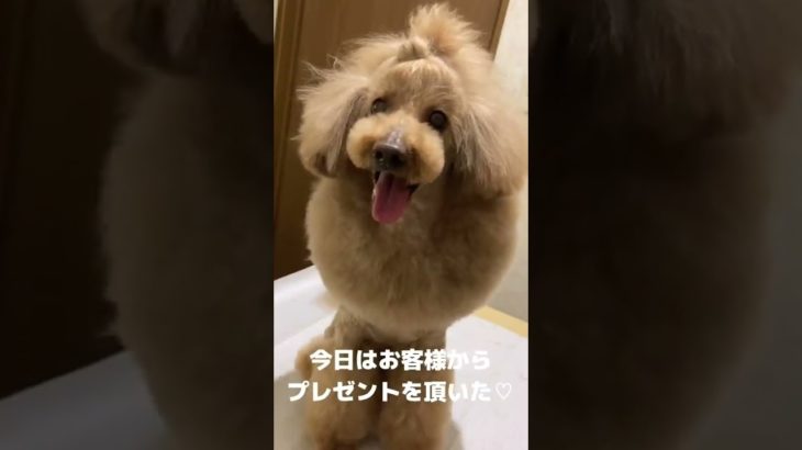 【ダイエット中にお菓子を貰ったら…】