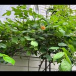 自宅の「花たち」（杏黄色の　パフ・ビューティ　）（モッコウバラ）　　　　（ネモフィラ】そのほか　                                           2022.4.23