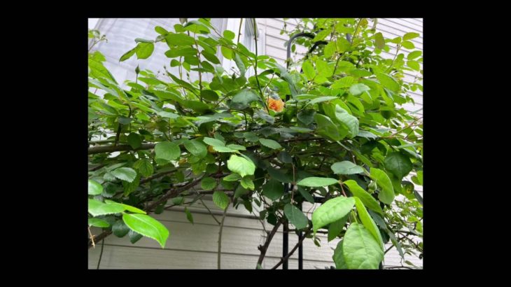 自宅の「花たち」（杏黄色の　パフ・ビューティ　）（モッコウバラ）　　　　（ネモフィラ】そのほか　                                           2022.4.23