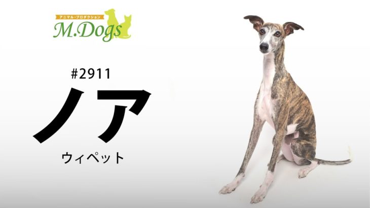 ペットモデル#2911 ウィペット「ノア」