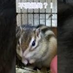 しまりす「ポン吉」激オコ！！【ペット】【シマリス】【Chipmunk】【Squirrel】【Kawaii】【Cute】