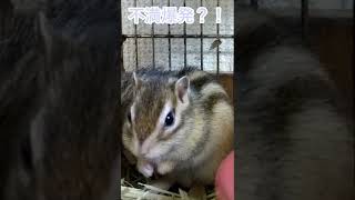 しまりす「ポン吉」激オコ！！【ペット】【シマリス】【Chipmunk】【Squirrel】【Kawaii】【Cute】