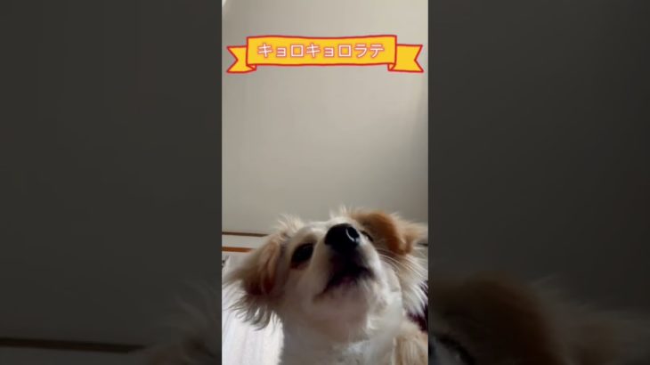 下からラテ #shorts #チワックス #ラテ #犬 #可愛いペット