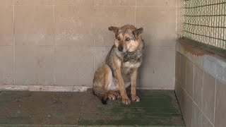 飼い主と一緒に避難できず、ウクライナのペット　シェルターで生活