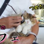 【子猫】初めてペット同伴なカフェに行って全てがドキドキな子猫