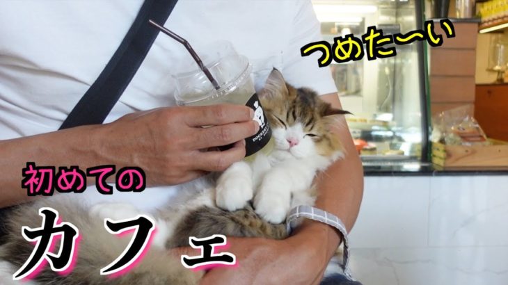 【子猫】初めてペット同伴なカフェに行って全てがドキドキな子猫