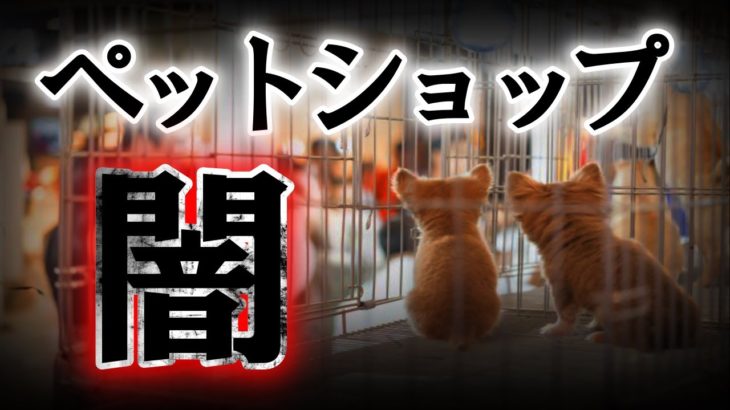 ペットショップの裏側について知っていますか？【繁殖場】【ペットオークション】【引き取り屋】