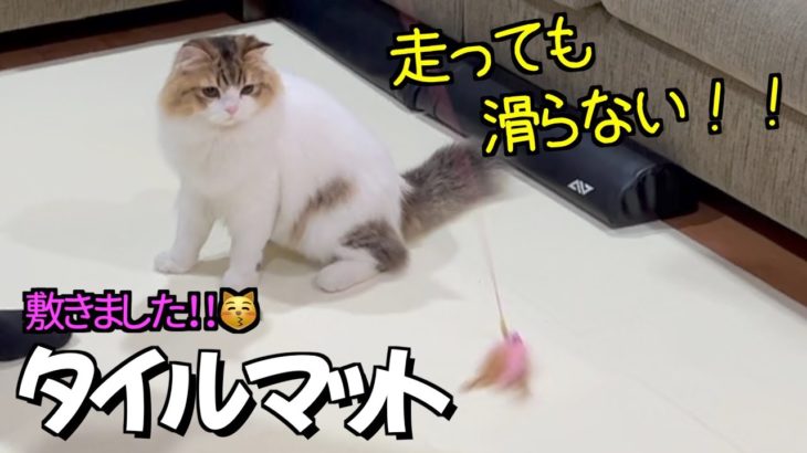 【ペット用マット】子猫が走っても滑らないようにペット用タイルマットを敷きました (^ ^)