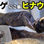 レックスにヒナウズラいっぱいあたえたら大喜びした。