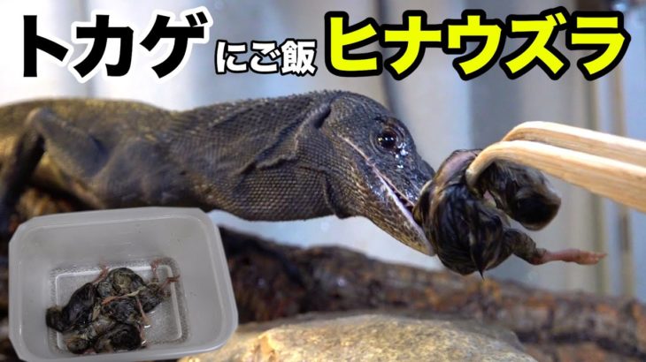 レックスにヒナウズラいっぱいあたえたら大喜びした。