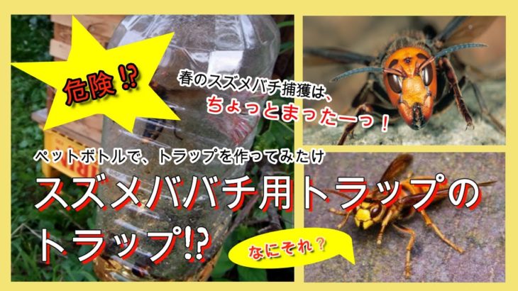 ニホンミツバチーペットボトルトラップで、スズメバチを撃退！でも？？？
