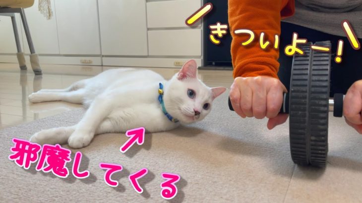 ママがダイエットしていると猫達が楽しそうに邪魔をしてきます（笑）