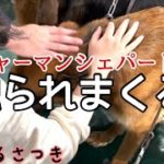 ペット王国2022年〜シェパードと雑種犬　3頭で行ってきました☺️〜【前編】