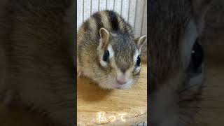 しまりす「ポン吉」ペタマックス⁈【ペット】【シマリス】【Chipmunk】【Squirrel】【Kawaii】【Cute】