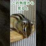 しまりす「ポン吉」もしや⁈ナイル川に出現！！【ペット】【シマリス】【Chipmunk】【Squirrel】【Kawaii】【Cute】