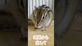 しまりす「ポン吉」ぴえん。【ペット】【シマリス】【Chipmunk】【Squirrel】【Kawaii】【Cute】