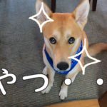 ダイエット中のワンジロー　きらきら光る瞳でおやつを欲しがる