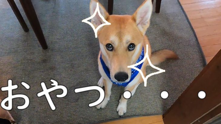ダイエット中のワンジロー　きらきら光る瞳でおやつを欲しがる