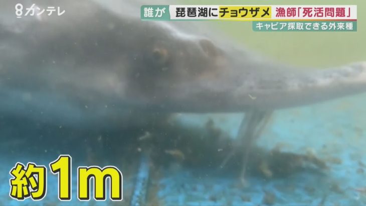 外来種「チョウザメ」琵琶湖で見つかる　放流されたペットか　生態系に悪影響の恐れ