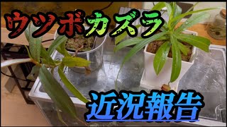 【壺】レッドビューティに捕虫葉が出来ました！