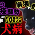 【狂犬病】避難民ペットに特例措置適用！日本で再流行する可能性は？【ゆっくり解説】