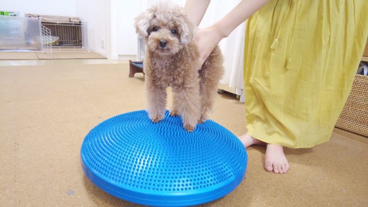 ぽっちゃり解消の為に犬用のバランスボールでダイエットしてみた【トイプードル】