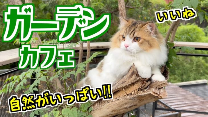 【子猫】近所に出来たペット同伴可能なガーデンカフェが素敵すぎました