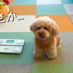 頑張ってダイエットをする愛犬に衝撃の事実が…ww
