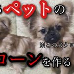 【実話】ペットのクローンを作るビジネス！？中国ペットブームの闇3選