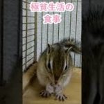 しまりす「ポン吉」激白！極貧の食生活！！【ペット】【シマリス】【Chipmunk】【Squirrel】【Kawaii】【Cute】