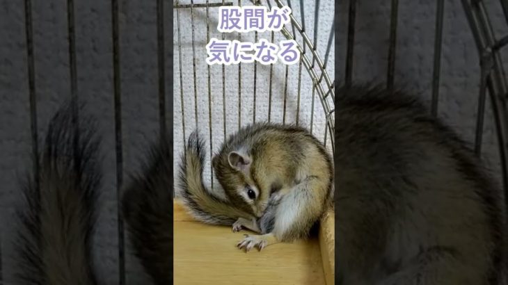 しまりす「ポン吉」衝撃！痒みとの闘い！！【ペット】【シマリス】【Chipmunk】【Squirrel】【Kawaii】【Cute】