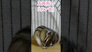 しまりす「ポン吉」激ヤバ！ペンタゴンな寝姿！！【ペット】【シマリス】【Chipmunk】【Squirrel】【Kawaii】【Cute】