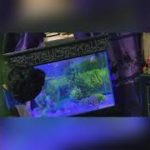 Cleaning time of fishes @Fischer’s-フィッシャーズ- @The Fishfam