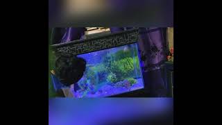 Cleaning time of fishes @Fischer’s-フィッシャーズ- @The Fishfam