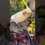 Cockatiel loves rare succulents #玄凤鹦鹉爱#多肉植物 #pet #birds #cockatiel #love
